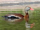 Black-Bellied Whistling Duck (WWT Slimbridge May 2013) - pic by Nigel Key